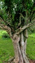 common hawthorn, hawthorn, May tree, one-seed hawthorn, whitethorn, quickthornScientific name:Â Crataegus monogyna Royalty Free Stock Photo
