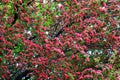 Common hawthorn flattened swaying in wind. Tree, bushes of hawthorn Crataegus laevigata with small pink, red flowers. Plant for