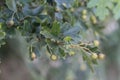 common hawthorn or single seeded hawthorn (Crataegus monogyna Royalty Free Stock Photo