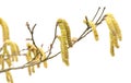 Common Hazel branch with male catkins