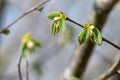 Common Hazel (corylus avellana) buds Royalty Free Stock Photo
