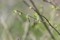 Common Hazel (corylus avellana) buds Royalty Free Stock Photo
