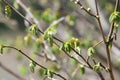 Common Hazel (corylus avellana) buds Royalty Free Stock Photo