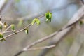 Common Hazel (corylus avellana) buds Royalty Free Stock Photo