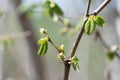 Common Hazel (corylus avellana) buds Royalty Free Stock Photo