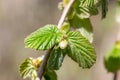 Common Hazel (corylus avellana) buds Royalty Free Stock Photo