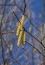 The Common hazel Corylus avellana male catkins in the winter Royalty Free Stock Photo