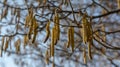 The Common hazel Corylus avellana male catkins in the winter Royalty Free Stock Photo