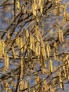 The Common hazel Corylus avellana male catkins in the winter Royalty Free Stock Photo