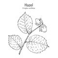Common hazel Corylus avellana nuts with leaves