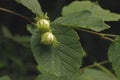 Common hazel, Corylus avellana, Royalty Free Stock Photo