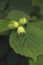 Common hazel, Corylus avellana, Royalty Free Stock Photo