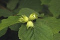 Common hazel, Corylus avellana, Royalty Free Stock Photo