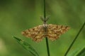 Common heath moth Royalty Free Stock Photo