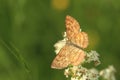 Common heath moth Royalty Free Stock Photo
