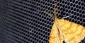 Common Heath   moth perched on a mesh background, pictured in north macedonia Royalty Free Stock Photo