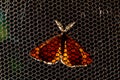 Common Heath  moth perched on a mesh background,pictured in north macedonia Royalty Free Stock Photo
