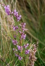 common heather