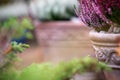 Common heather, Calluna vulgaris, in flower pot Royalty Free Stock Photo