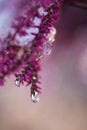 Common heather, Calluna vulgaris, flowers covered with frozen water drops