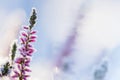 Heather flowers covered with ice crystals