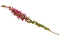 Common heather Calluna vulgaris twig Royalty Free Stock Photo