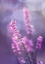 Common Heather close up