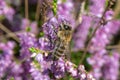 Common heather Calluna vulgaris, flowers with honey bee