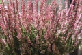 Common heather pink flowers