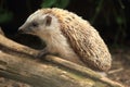 Common hedgehog Royalty Free Stock Photo