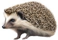 Common Hedgehog. Close-up image of Common Hedgehog. Generative AI.