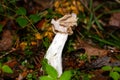 Common helvel, Helvella crispa Royalty Free Stock Photo