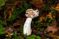 Common helvel, Helvella crispa Royalty Free Stock Photo