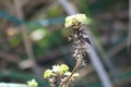 Common hemp-nettle in bloom closeup view with blurred background