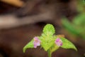 Common Hemp Nettle 44380