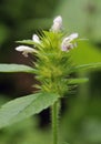 Common Hemp-nettle