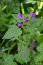 Common Hemp-nettle Galeopsis tetrahit