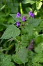 Common Hemp-nettle Galeopsis tetrahit Royalty Free Stock Photo