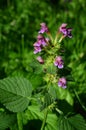 Common Hemp-nettle Galeopsis tetrahit Royalty Free Stock Photo