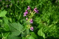 Common Hemp-nettle Galeopsis tetrahit Royalty Free Stock Photo