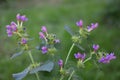 Common Hemp-nettle Galeopsis tetrahit