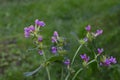 Common Hemp-nettle Galeopsis tetrahit Royalty Free Stock Photo