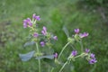 Common Hemp-nettle Galeopsis tetrahit Royalty Free Stock Photo