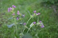 Common Hemp-nettle Galeopsis tetrahit Royalty Free Stock Photo