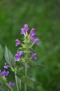 Common Hemp-nettle Galeopsis tetrahit Royalty Free Stock Photo