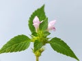 Common hemp nettle (Galeopsis tetrahit) Royalty Free Stock Photo