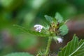 Common hempnettle, Galeopsis tetrahit