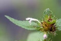 Common hempnettle, Galeopsis tetrahit