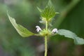 Common hempnettle, Galeopsis tetrahit