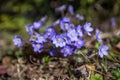 Common Hepatica, Hepatica nobilis in garden,First spring flower. Blue flowers blooming in April closeup - Bluebells in a spring fo